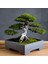 Yeni Minimalist Kare Bonsai Potu P (Sadece Plastik Aparattır!!!) 1