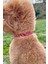 Pembe Ip Halat Kedi ve Köpek Boyun Tasması, Charm Uçlu, Gümüş Renkli 3