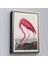 Çerçeveli John James Audubon - Amerikan Flamingo TABLOSU-7301 3