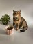 El Yapımı Seramik Kedi ve Köpek Mama Su Kabı Kırmızı 3