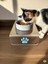 2'li Beyaz Seramik Kedi Köpek Mama ve Su Kabı, 1 Litre, Şık ve Kullanışlı 1