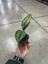 Calathea 'Beauty Star' (Dua Çiçeği) 3