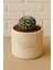 Astrophytum Asterias V-Type / Kaktüs 1