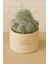 Mammillaria Superbar / Kaktüs 1