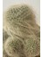 Mammillaria Superbar / Kaktüs 3