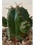 Euphorbia Handiensis / Kaktüs 3