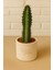 Euphorbia Confinalis / Kaktüs 1