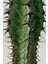 Euphorbia Confinalis / Kaktüs 3