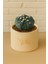 Astrophytum Asterias Kikkou / Kaktüs 1