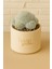 Mammillaria Plomosa / Kaktüs 1