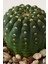 Parodia Uebelmannianus / Kaktüs 3