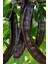 Keçi Boynuzu (250 Gr) 3