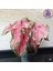 Dekoratif Pembe Damarlı Caladium (Kaladyum)- Saksı Çiçeği 1