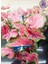 Dekoratif Pembe Damarlı Caladium (Kaladyum)- Saksı Çiçeği 2