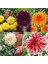 5 Adet Mixed Karışık Dahlia Yıldız Çiçeği Soğanı Yumrusu.yumru Boyu 8 Cm.5 Farklı Renk.. 1