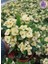Tayland Cinsi / Iri Çiçekli Sarı Dikenler Tacı (Euphorbia Milli) 1