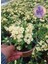 Tayland Cinsi / Iri Çiçekli Sarı Dikenler Tacı (Euphorbia Milli) 2