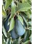 Avokado (Adet) (200 Gram ve Üzeri) 2