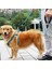 Reflektörlü Fosforlu Köpek Gezdirme Halatı Tasma Kayışı Metal Kancalı 130 cm (5047) 2