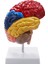 Beyin Anatomik Modeli Anatomisi 1:1 Yarım Beyin Beyin Sapı (Yurt Dışından) 1