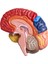 Beyin Anatomik Modeli Anatomisi 1:1 Yarım Beyin Beyin Sapı (Yurt Dışından) 5