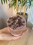 Cam Bardakta Ice Latte Kahve Kokulu Mum,hediyelik Soy Wax ve Jel Mum 5