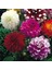 5 Adet Mixed Karışık Dahlia Yıldız Çiçeği Soğanı Yumrusu.yumru Boyu 8 Cm.5 Farklı Renk.. 1