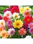 10 Adet Mixed Karışık Dahlia Yıldız Çiçeği Soğanı Yumrusu.yumru Boyu 8 Cm. 10 Farklı Renk.. 1