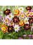 10 Adet Mixed Karışık Dahlia Yıldız Çiçeği Soğanı Yumrusu.yumru Boyu 8 Cm. 10 Farklı Renk.. 2