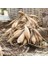 10 Adet Mixed Karışık Dahlia Yıldız Çiçeği Soğanı Yumrusu.yumru Boyu 8 Cm. 10 Farklı Renk.. 3