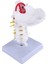 Servikal Vertebra Atardamar Omurga Omurga Sinirleri Anatomik Modeli Fen Bilimleri Sınıfı Çalışma Ekranı Öğretim Modeli Için Anatomi (Yurt Dışından) 5