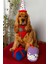 Köpek Parti Kutusu 3'lü Set | Parti Şapkası, Peluş Pasta, Peluş Hediye Kutusu 3