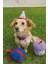 Köpek Parti Kutusu 3'lü Set | Parti Şapkası, Peluş Pasta, Peluş Hediye Kutusu 4