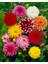 15 Adet Mixed Karışık Dahlia Yıldız Çiçeği Soğanı Yumrusu.yumru Boyu 8 Cm. 10 Farklı Renk.. 2