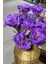 Mor Lisyantus Demeti 4'lü 5