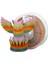 APEX3D Tech Rainbow Pla+ Filament -Sunset Oasis, 1kg, 1.75MM 1