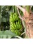 Yerli Muz | Yerel Üreticiden Taze Doğal 1