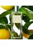 Men's Collection Citrus Tonic Erkek Parfüm - Edt - 75 ml - 30058 3