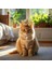 Kedi ve Köpek Için Vintage Kraliyet Tarzı Altın / Gümüş Renkte Taç 3