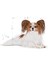 X-Small Ageing 12 Yaş Üzeri Yaşlı Köpek Maması 1.5 Kg 14