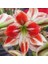 Yerli Amaryllis Çiçeği Soğanı.hatun Çiçeği Soğanı .yeni Mahsul. 1