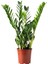 Canlı Bitki, Yeşil, 17 Cm, Zamioculcas 1