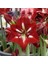 Yerli Amaryllis Çiçeği Soğanı.hatun Çiçeği Soğanı .. Yeni Mahsul.. 1