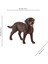 Dişi Labrador Retriever 13834 2