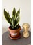 Sansevieria Trifasciata-Paşa Kılıcı -Kılıç Çiçeği-Salon Bitkisi 1