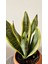 Sansevieria Trifasciata-Paşa Kılıcı -Kılıç Çiçeği-Salon Bitkisi 3