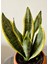 Sansevieria Trifasciata-Paşa Kılıcı -Kılıç Çiçeği-Salon Bitkisi 4