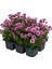Renkli Mini Kasımpatı 10 Adet 10-15CM Pembe Beyaz Turncu Sarı Mor Çiçekli Mini Bitki 5