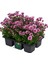 Karışık Renkli Mini Kasımpatı 10–15 cm Saksıda 3 Adet Canlı Pembe Turuncu Sarı Mor 2