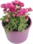 Karışık Renkli Mini Kasımpatı 10–15 cm Saksıda 3 Adet Canlı Pembe Turuncu Sarı Mor 3